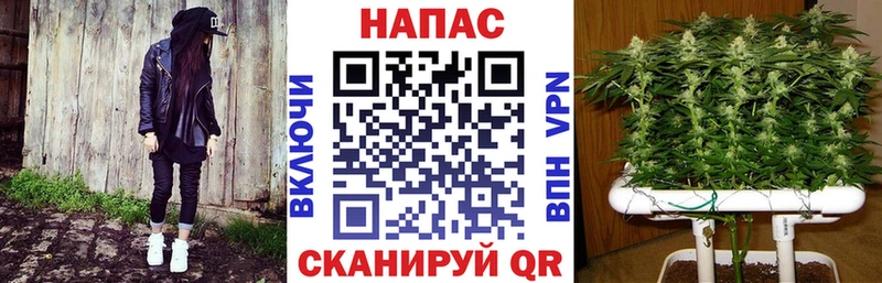 Канабис VHQ Кущёвская